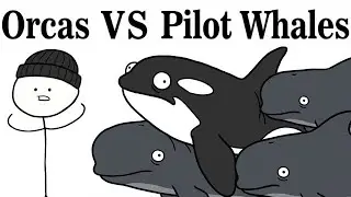 Why Orcas Are Terrified of Pilot Whales