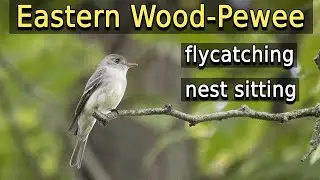 Eastern Wood-Pewee