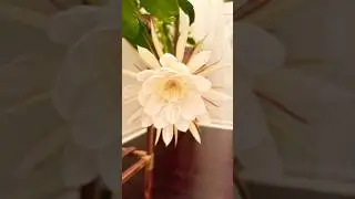 281 : The Most Expensive Flower 🌼 Priceless #flowers #plants#queenofnight