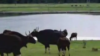 Indian Wildlie ( Kabini Backwaters )