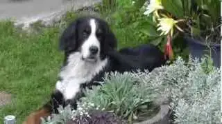 Berner4ever - in memoriam Dhaya