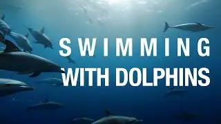 Swim with Dolphins | 1 Hour Immersive Tow-Cam Ocean Experience (4K)