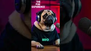 Government Agents Are Watching You At Dog Parks? The Pug Experience ep 1 #dogpodcast #funnydogs