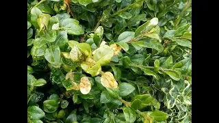 Box Tree Moth in Mansfield