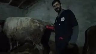 Gebe inekler yavru atımı Şapın etkileri