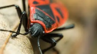 Photos From Big World of Small Creatures. Part. 19. Insects, etc.