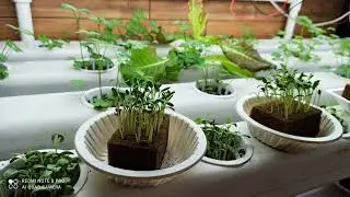 My first NFT hydroponics system .
