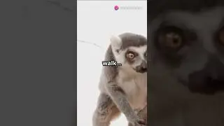 Madagascar's Wild and Wacky Wildlife Adventures!