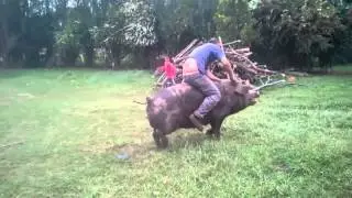 JINETEADA DE CHANCHO EN ESTANCIA 
