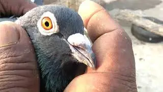 super amazing  fast flying pigeons