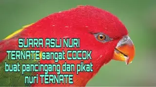 Suara asli nuri ternate sangat cocok buat pikat dan nuri ternate malas bunyi