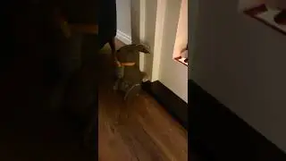 Hamster free time