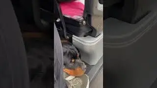 PUPPY LOVES GOLF CART RIDES! #dog #shorts #shortvideo