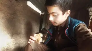 Murghi kai do or baccha 🥰🥰