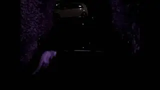 2022 07 23 - Marten on Car