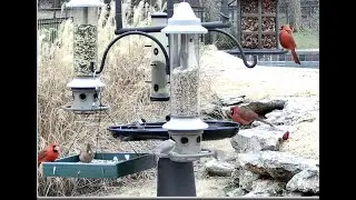Bird Cam: Cardinals and Chickadees