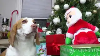 Maymo! Can These Dogs Beat Evil Santa with Cuteness_ Funny Dogs vs Krampus Prank on Christmas!