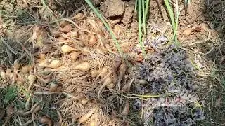 Harvesting of shallot onion in Buthoo village in Bandipora district #Kashmir