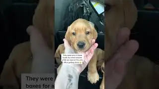Adorable puppies with stunning green eyes #puppy #puppies #fy #foryou