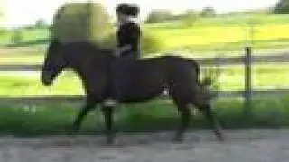 Strictly Basics Pferdetraining