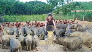 Take Grass To Cook Food For The Sows About To Give Birth - Fishing And Cooking | Farm Life
