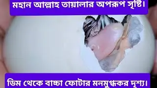 চীনা হাঁসের ডিম ফুটে বাচ্চা বের হওয়ার রোমাঞ্চকর  মুহূর্ত | Chinese Goose Hatching Baby#shorts#duck#