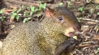 Conheça a Cutia- Pequeno mamífero roedor das Américas.