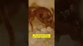 Macro Ant Routine: Sip, Then Groom