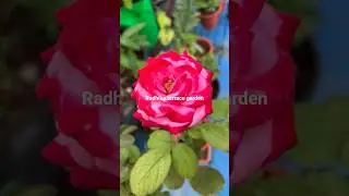 different types of roses on my terrace #myterracegarden flowers #shorts #youtubeshorts