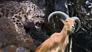 Snow Leopard vs Mountain Goat ►► Most Spectacular Big Cat Attacks Compilation   wildlife documentary