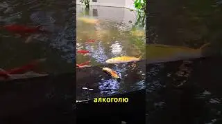 Тяга к алкоголю | цитаты #юмор #цитаты #красота