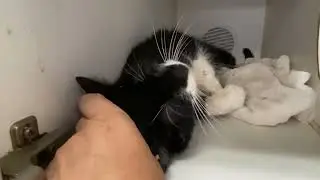 Wraith 149561, a sweet oreo girl&hearts;️