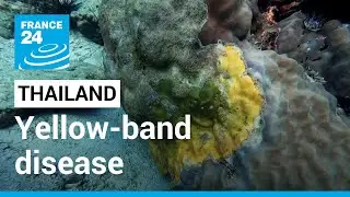 Thailand: Yellow-band disease ravages coral reefs &bull; FRANCE 24 English