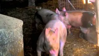Barking Pigs