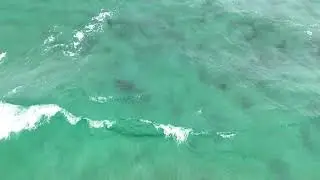 Plomer Shark
