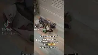 kitty's hard business #cat #kitten #fypシ゚viral #shortvideo #funnyvideo #cute