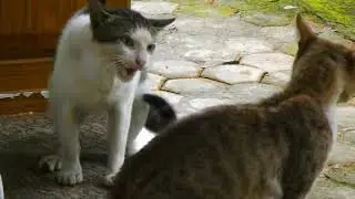 Buff cat transformation