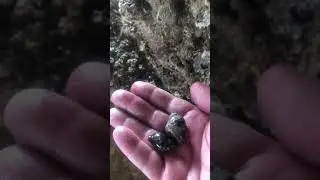 Collecting Snails and Mollusks at Pier