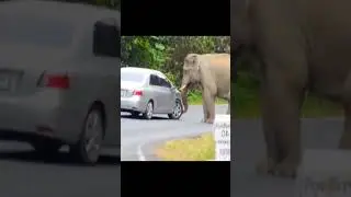 The strength of an elephant  #safarispectacle #junglejamboree #elephant