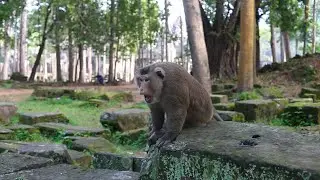 Wow!! My God, Bro Sweet Pea Supper Angry loudly Coz Angry Monkey Drew Bite Attack food #monkey