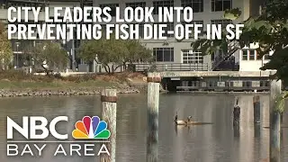 City Leaders Look Into Preventing Fish Die-Off in San Francisco Bay