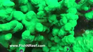 Ultra Green Psammacora Coral