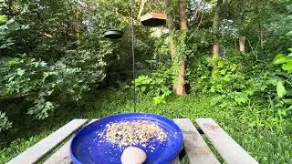 40 minutes of nature sounds and birds in Kansas