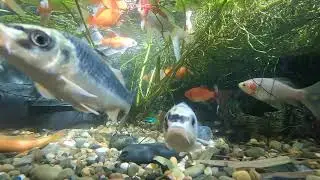 Pond Evolution 07January2026