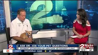 Ask Dr. Joe: Desi the Chiweenie