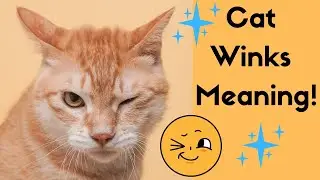 Why Do Cats Wink At You With One Eye?