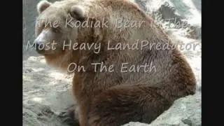 Top 10 Most Dangerous Bears