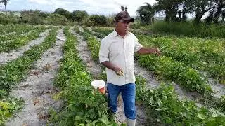 Panhando feijão de corda maduro 