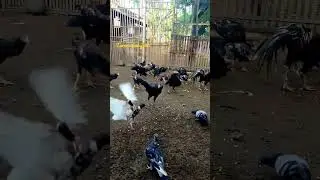 Beternak ayam bangkok