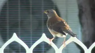 シロハラの鳴き声～飛び立つ時の鳴き声～Pale Thrush